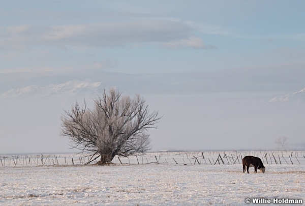 North Fields Pasture 122020 5933 5