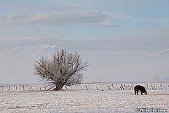 North Fields Pasture 122020 5933 5