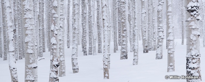 Aspen Soft Snow Trunks 032922 8724 24x60