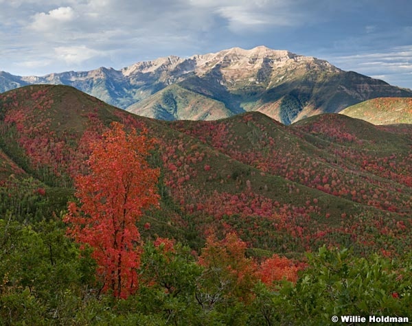 Cascade Red Maples 091012