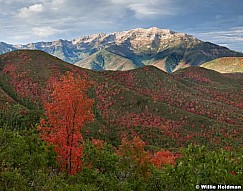 Cascade Red Maples 091012