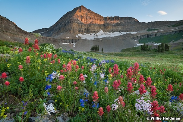 Wonderful Wildflower Display F0726254 1017