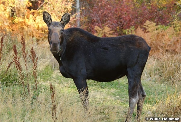 moose030307 1104