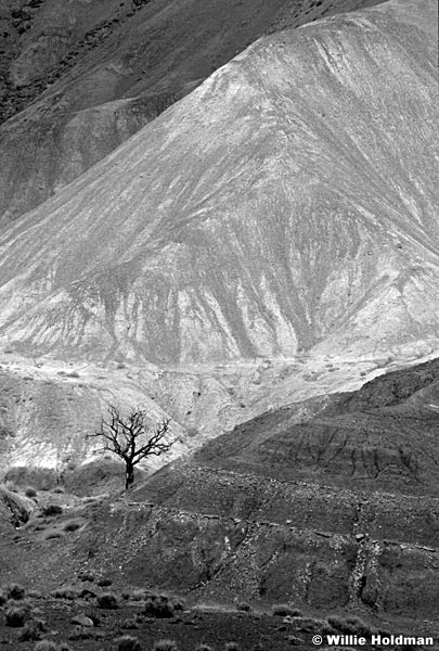217000008603BW