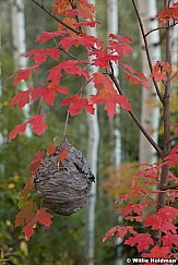 Hornetsnestmaples092211 178