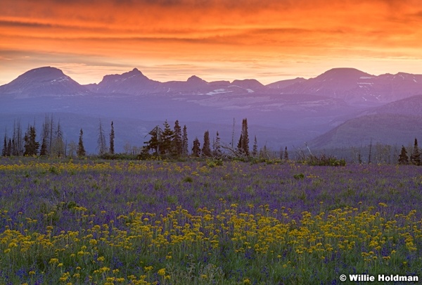 Uinta Red Sunrise Wildflowers 062620