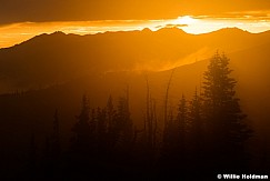 Pines silhouetted Uinta Forest 081224 3201