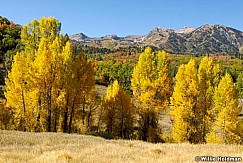 yellowcottonwoods92107 20953