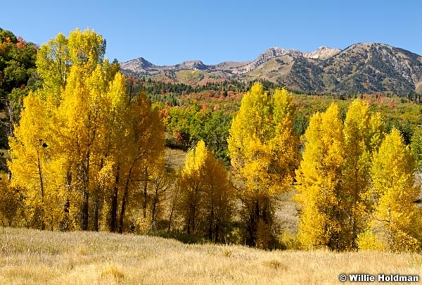 yellowcottonwoods92107 20953