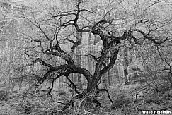 Black and White Cottonwood Tree 110616BW 4