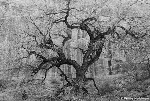 Black and White Cottonwood Tree 110616BW 4