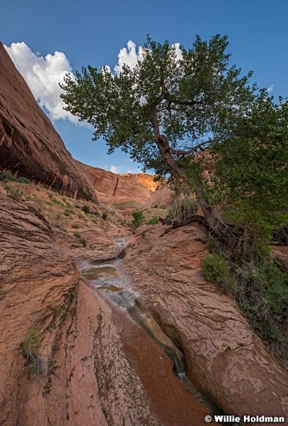 WiCottonwood Tree Escalnate 082015 6346