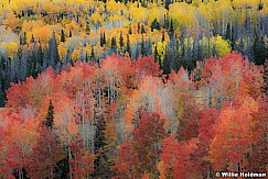 Red yellow aspens 092916 8049 1