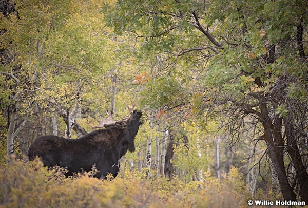 Moose Eating 100419 5541 3