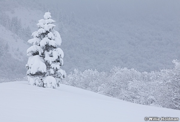 Lone Winter Pine 111212 132