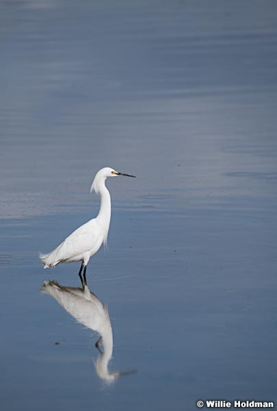 White Egret Utah Lake 042320 8330