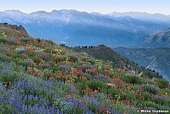 Wildflower Hillside 072018 4120 2