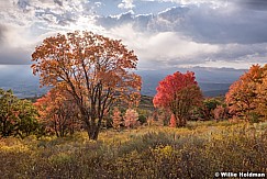 Red Orange Maples Heber 100219 4921