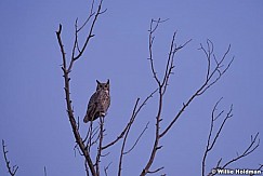 Honed Owl 102317 6523 6523