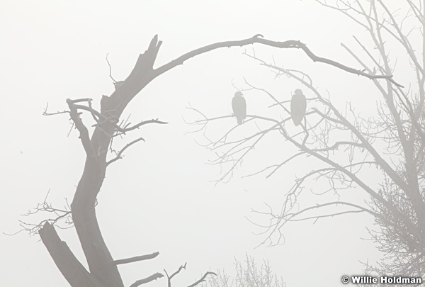 Twobaldeagles011012 200