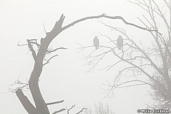 Twobaldeagles011012 200