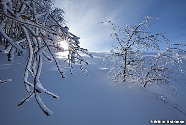 Frostyaspensdeervalley8122410 445