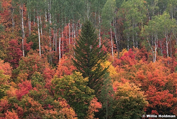 Red Maples Pine 091920 9139 3