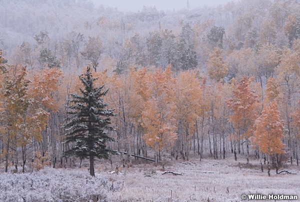 Autumn Snow Aspens 100718 8788 3