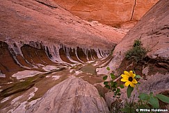 Wall Yellow Flower 072719 5223