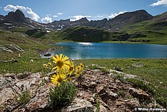 Daisy Wildflowers Ice Lake 070924 7090 2 2