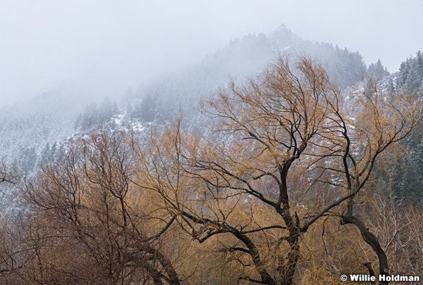 Moody Cascade Willows