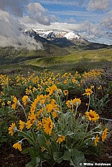 Yellow Daisies Timp 052913 6108