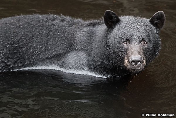 Black Bear Water 081916 4392 revised