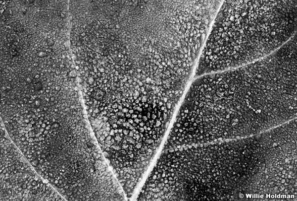 217000008817.BWtif