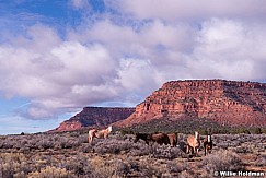 Horses Kanab 013115 5997