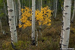 Yellow Aspen Tree 092810 2