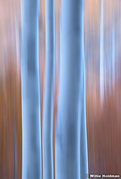Aspen Abstract 101219 8590 6small