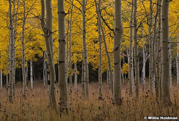 Golden Aspen Grove 092920 1639 4