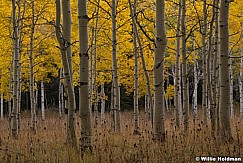 Golden Aspen Grove 092920 1639 4