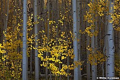 Backlit aspen trunks 092810