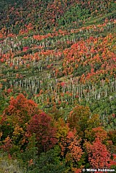 Red Orange Maples Wasatch 091823 300