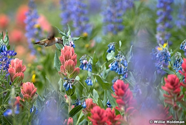 Timpanogos hummingbird 072916 5247 2