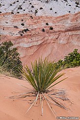 Kanab Yucca 052118 5413