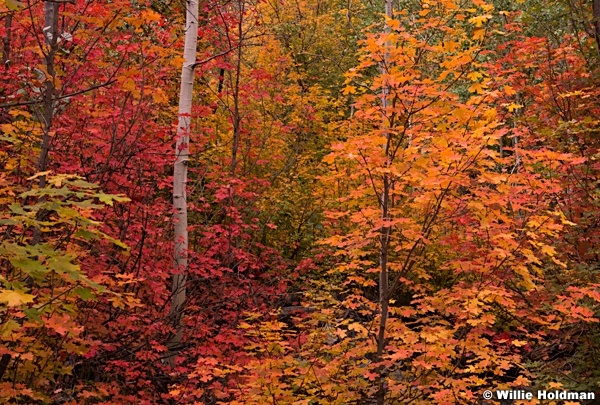 Red Orange Maple 092213 3915