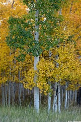 Green Yellow Aspens 093026 9526
