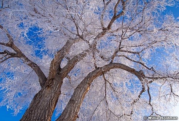 Frostycottonwood010409 0757