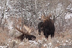 Moose112409 2518