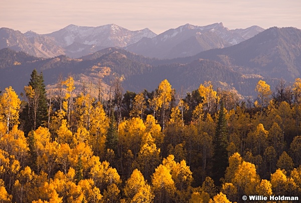 Wasatch Range Aspens 100814 1557 2