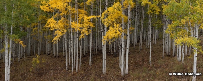 Yellow Green Aspen 092612