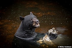 Black Bear Alaska 081916 5609